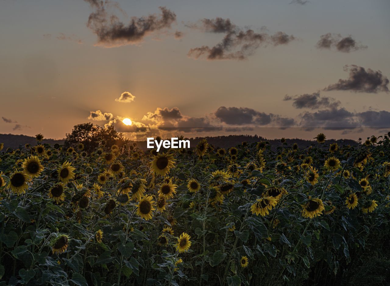 Scenic view of sunflower field against sky during sunset