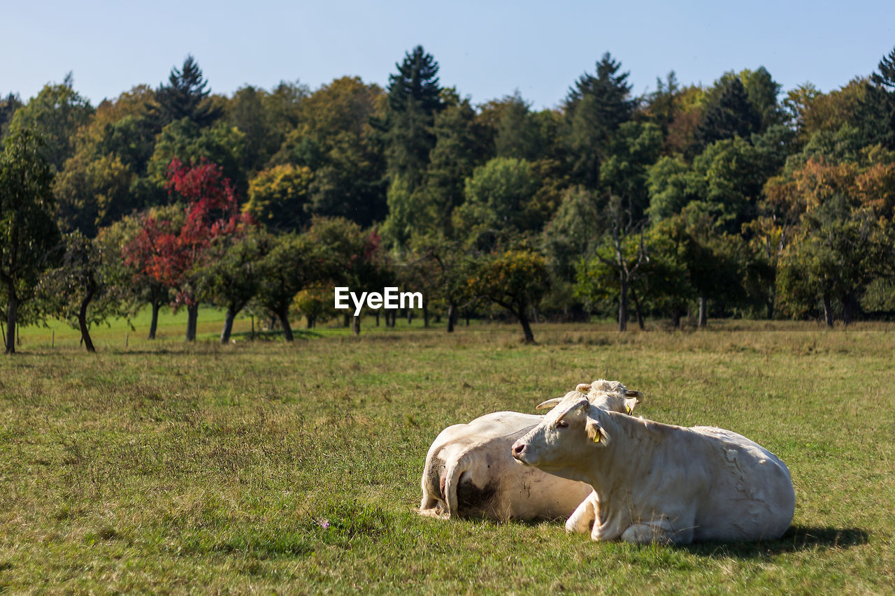 Cows relaxing on field against trees