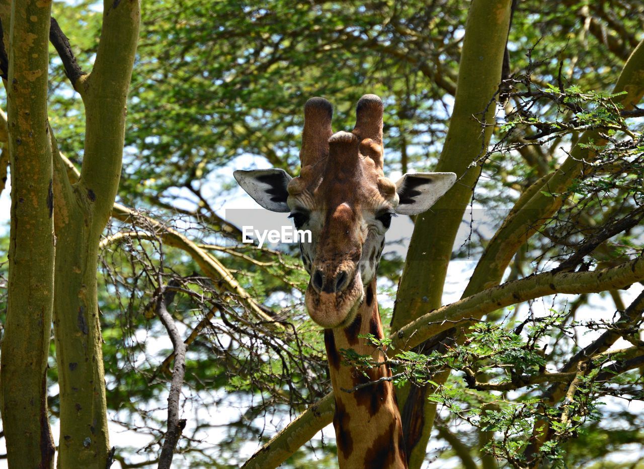 Low angle portrait of giraffe against tree