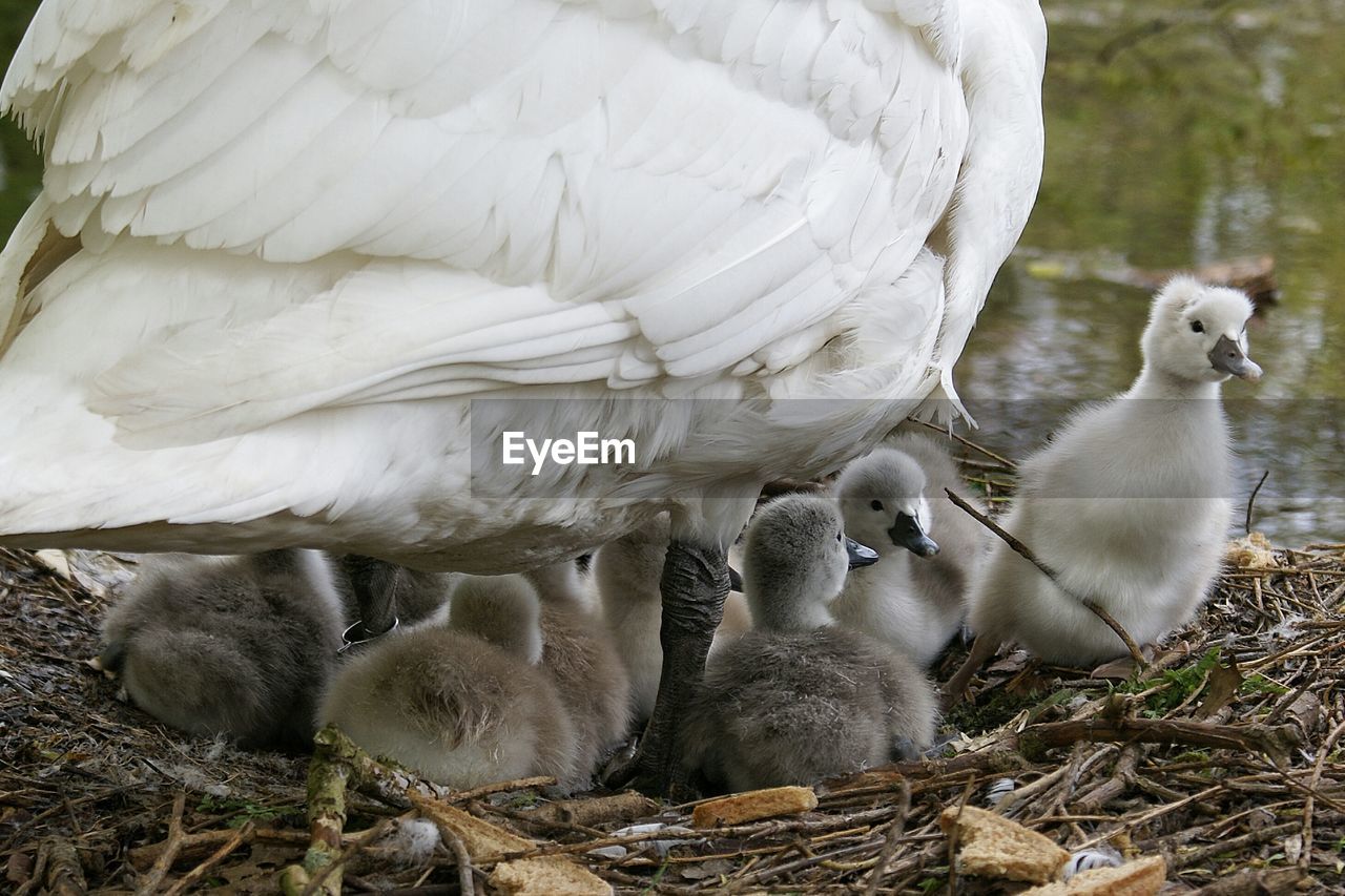 Close-up of mute swan with cygnets in nest