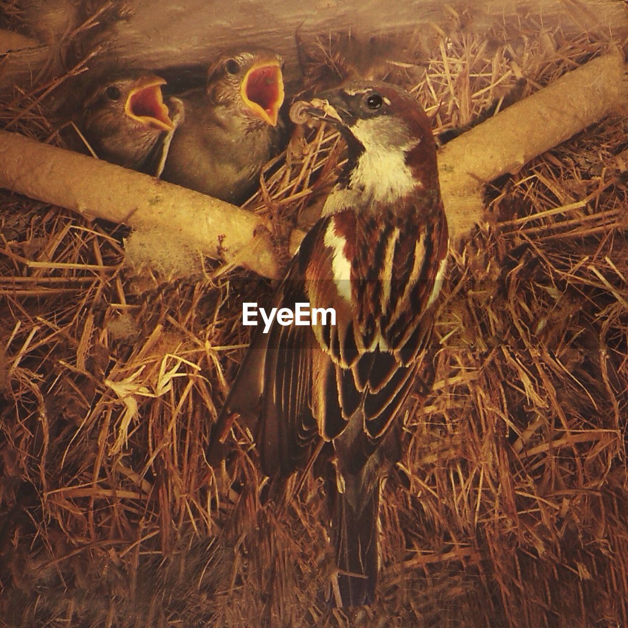 Sparrow feeding young ones in nest