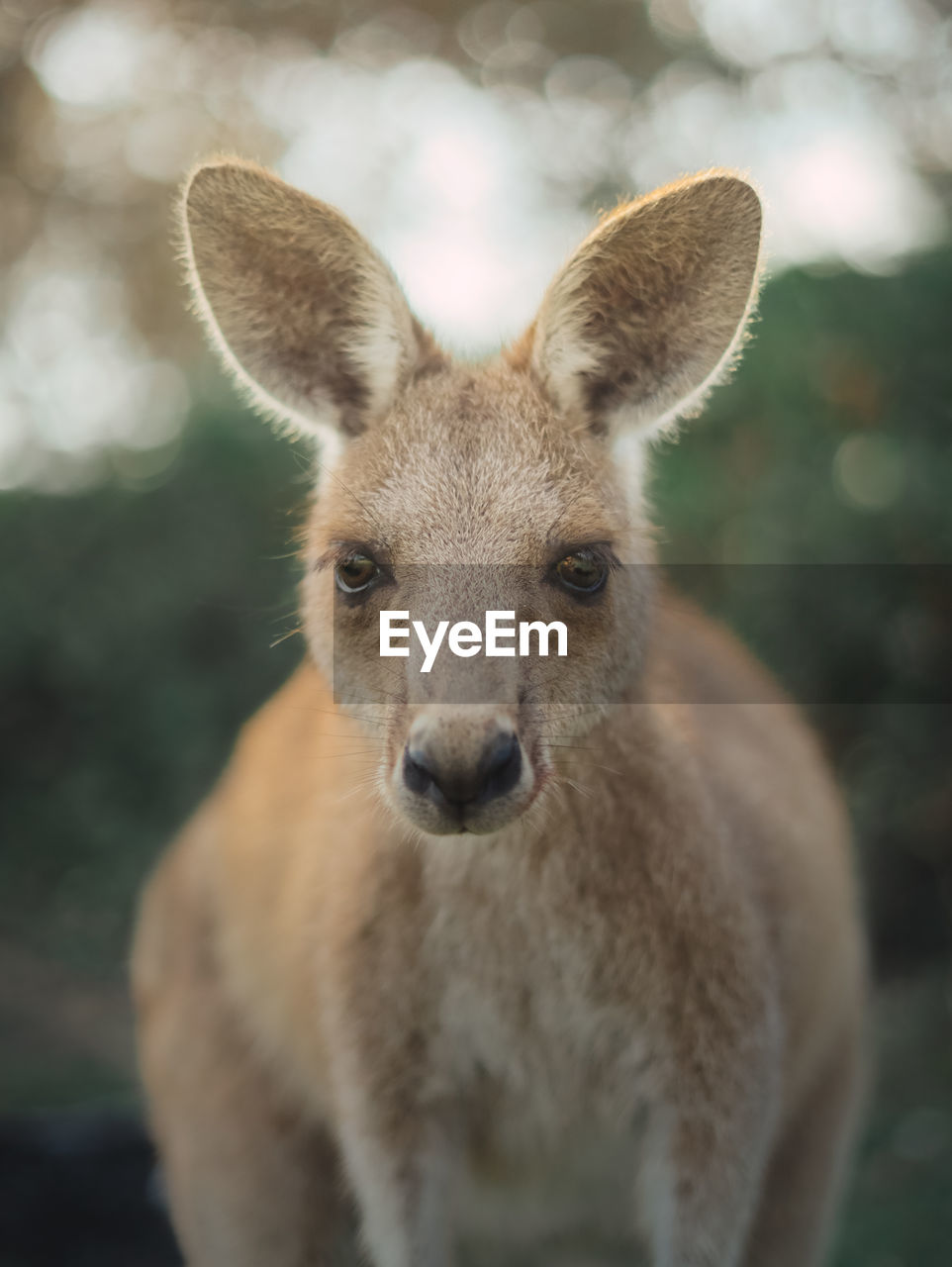 Close-up portrait of kangaroo