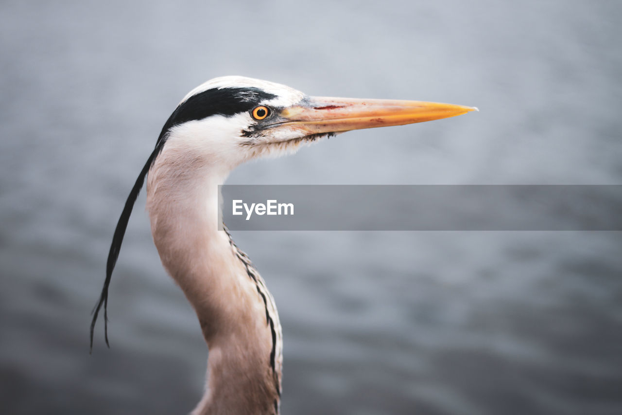 Close-up of bird