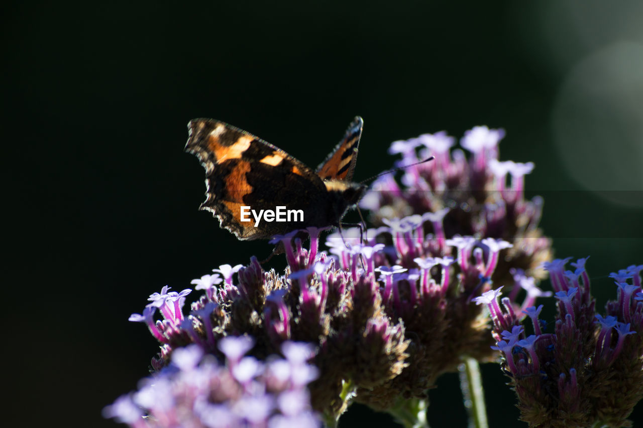 Close-up of butterfly pollinating on purple flowers