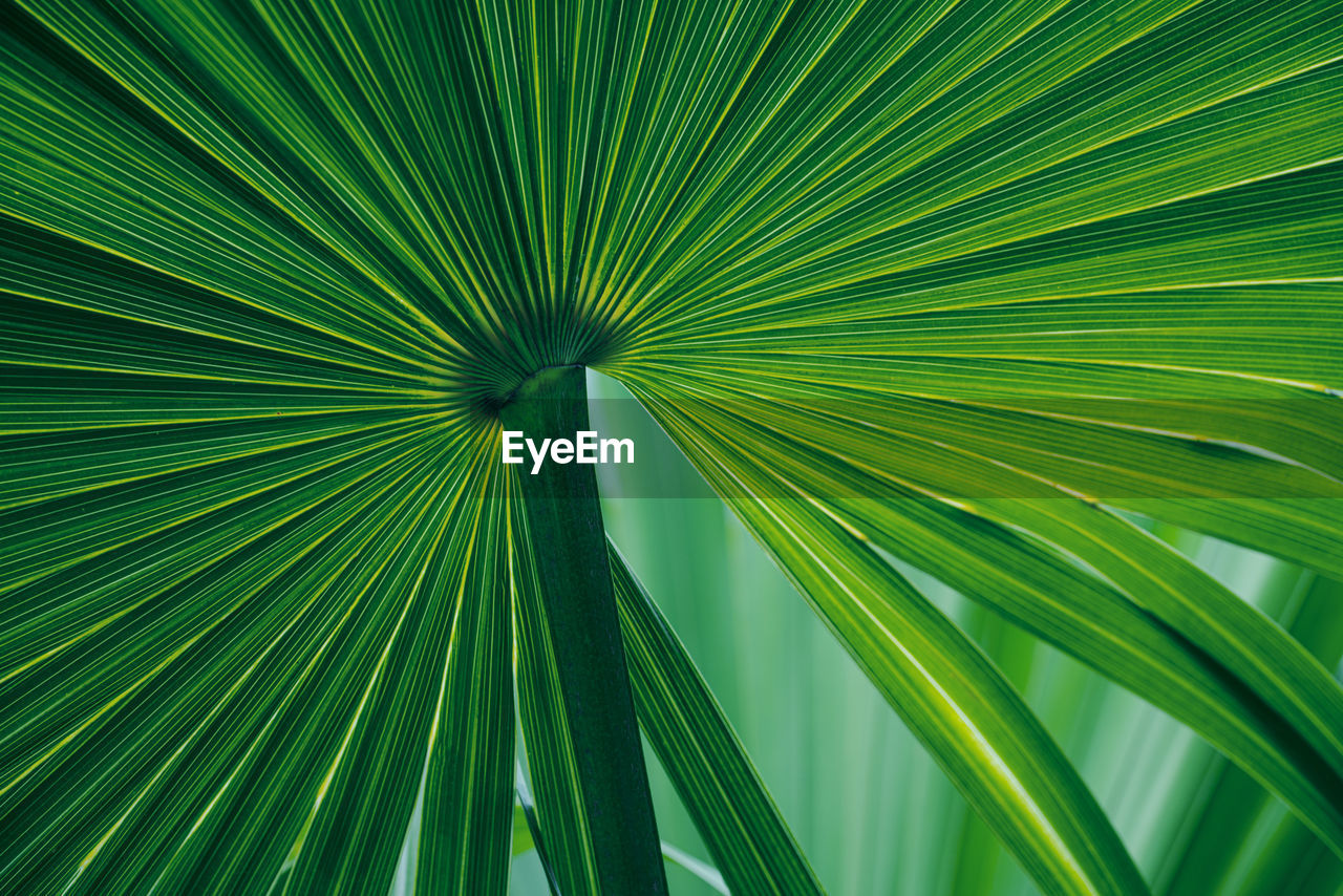 Closeup nature view of palm leaves background, dark tone concept.
