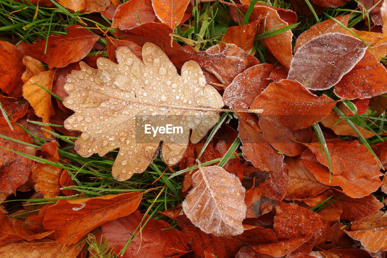 Close-up of wet autumn leaves on field