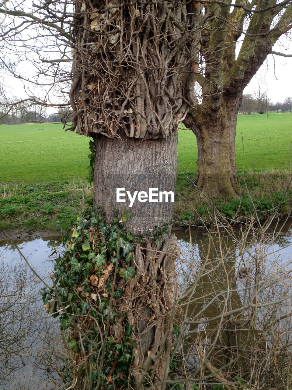 Stream amidst trees