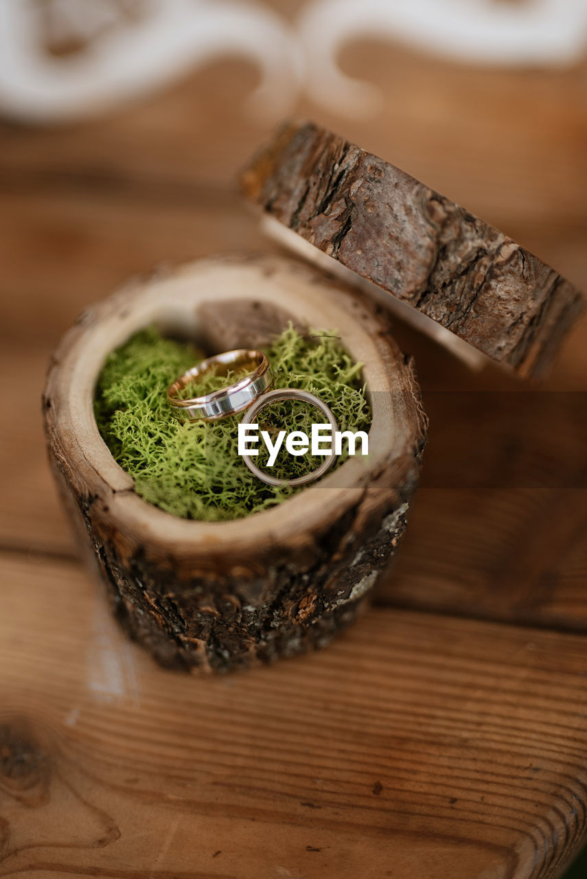 high angle view of potted plant on table