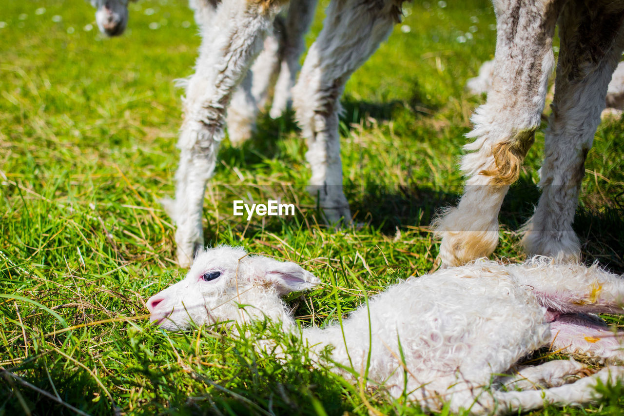 CLOSE-UP OF SHEEP