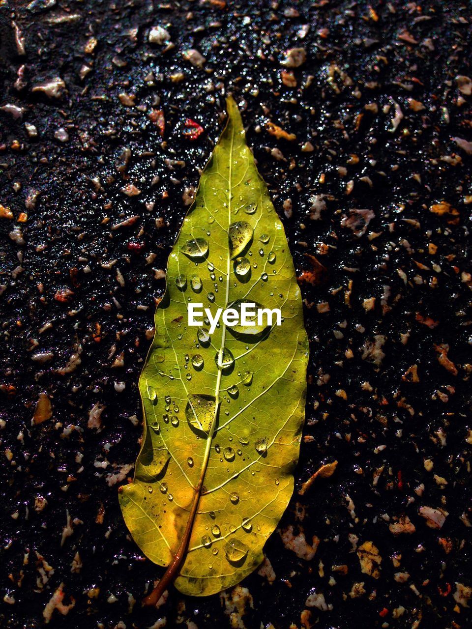 CLOSE-UP OF WATER DROP ON LEAF