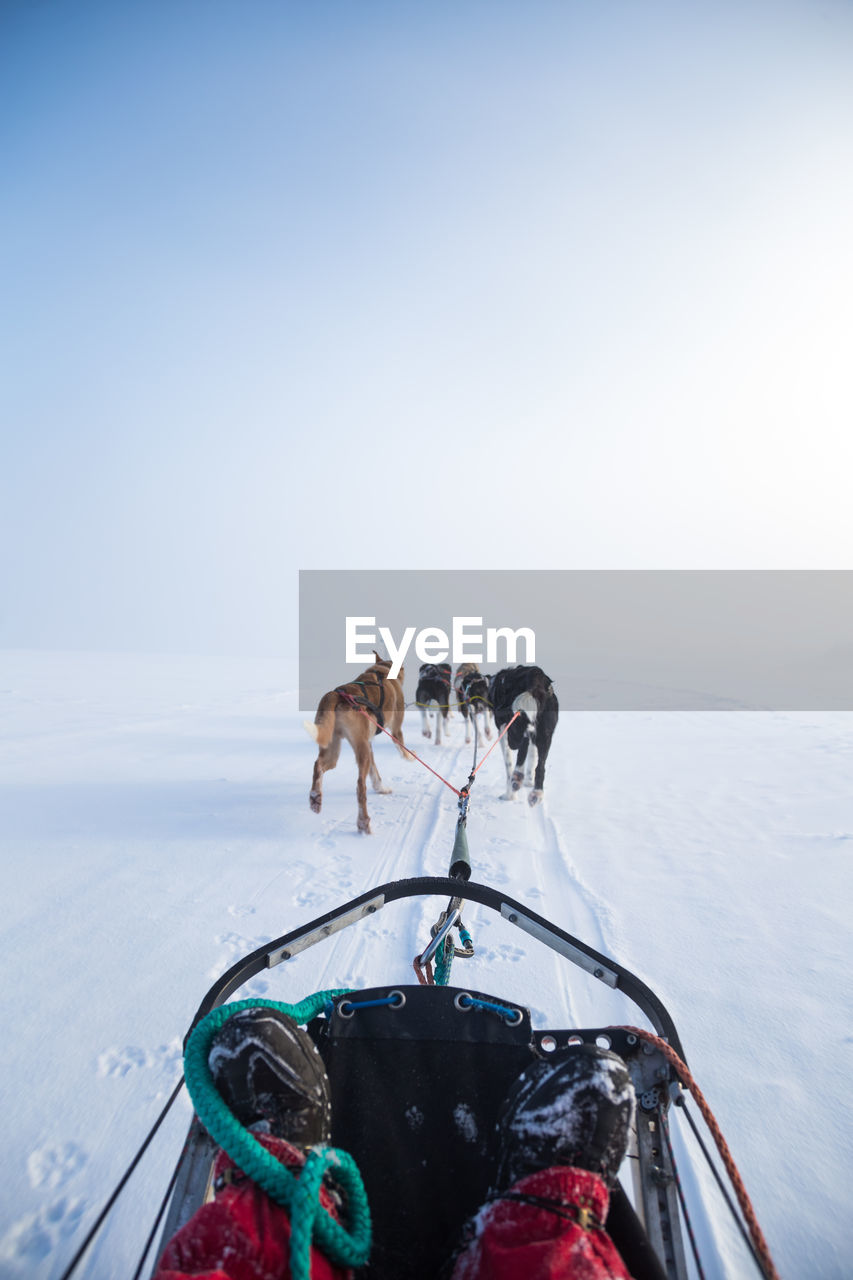 A beautiful husky dog team pulling a sled in beautiful norway morning scenery. 