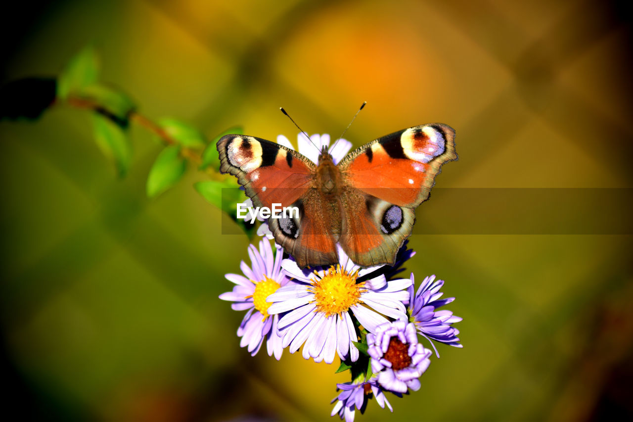 Close-up of butterfly pollinating on flower