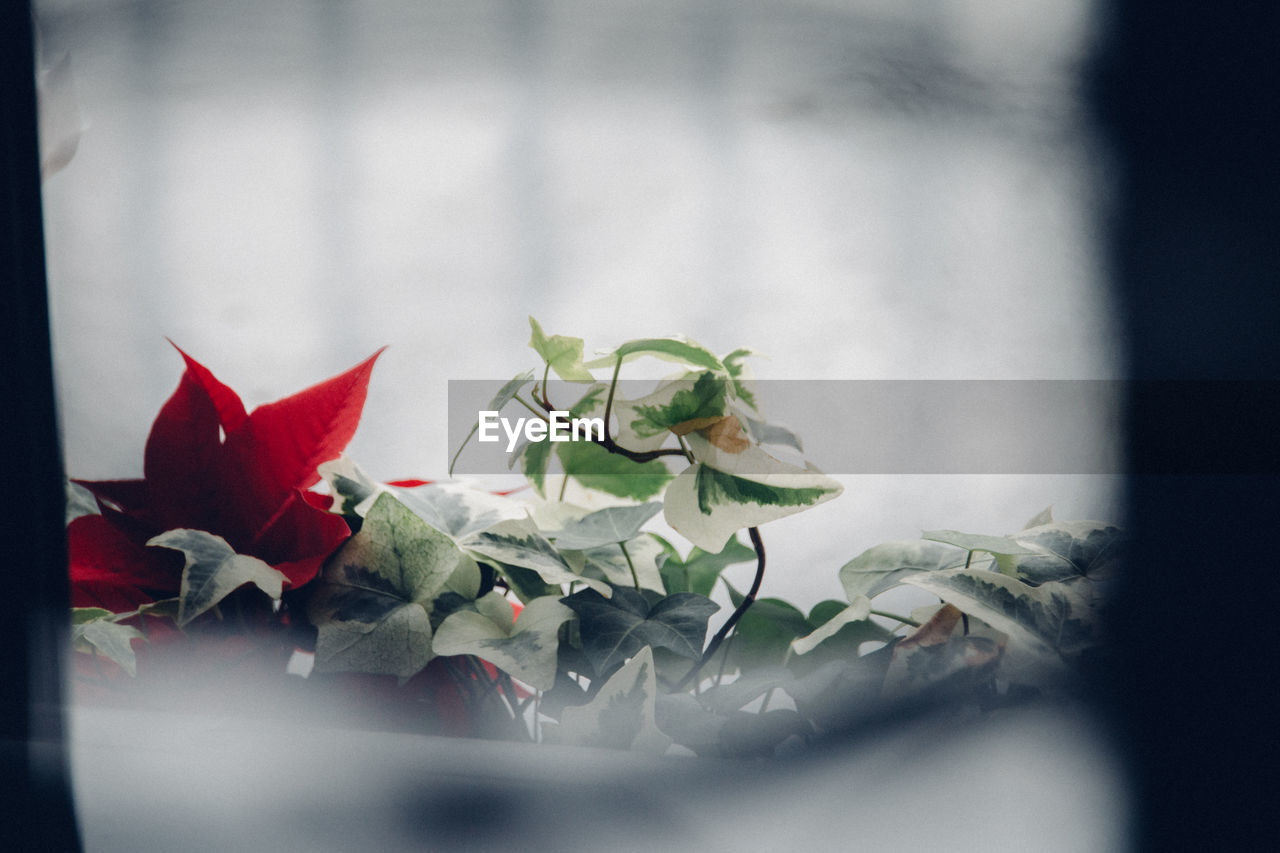 Close-up of ivy plants