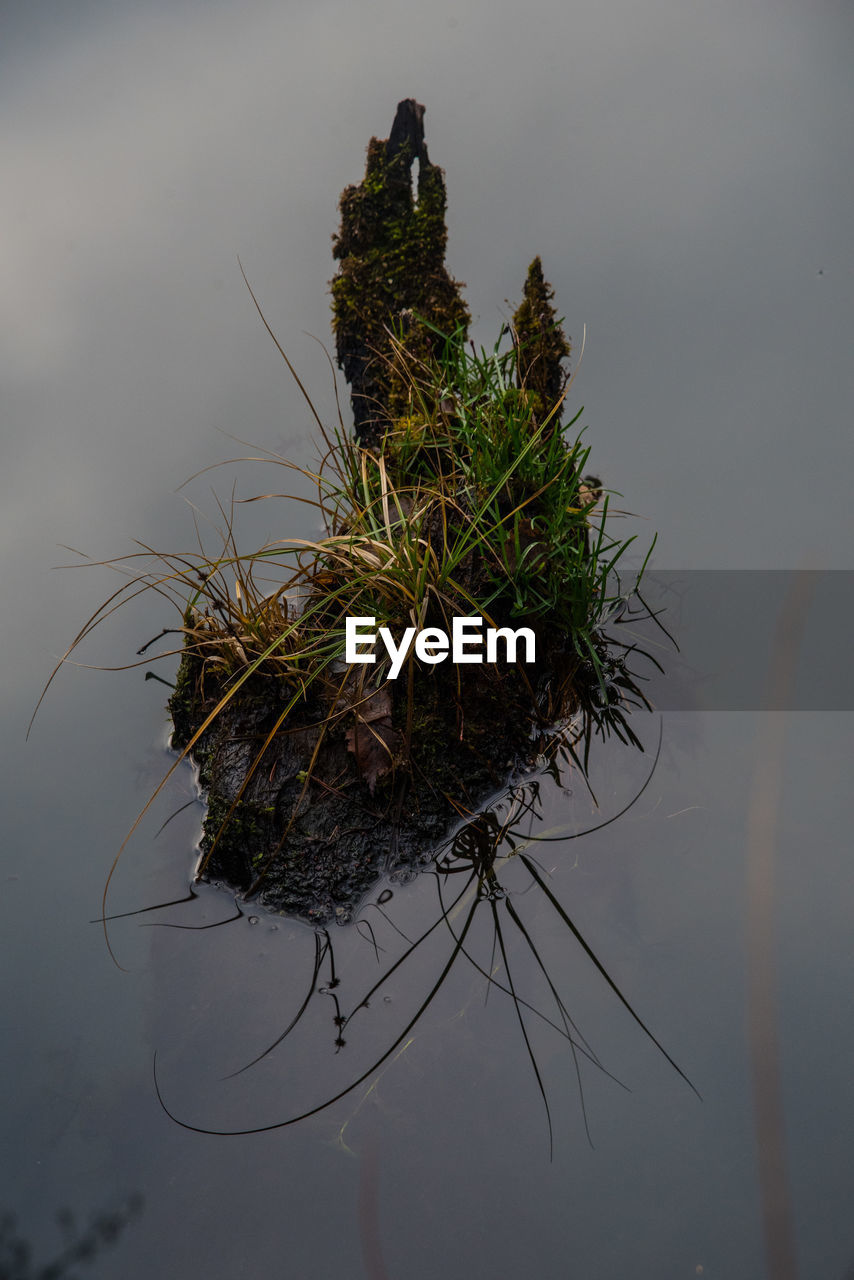 HIGH ANGLE VIEW OF PLANT BY LAKE