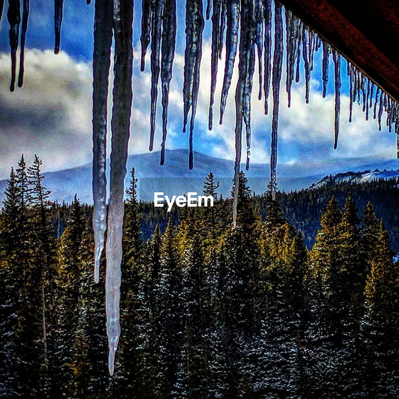 PANORAMIC SHOT OF FROZEN TREES IN FOREST