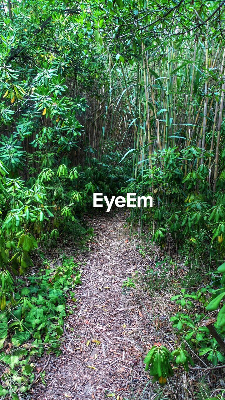 VIEW OF TREES IN FOREST