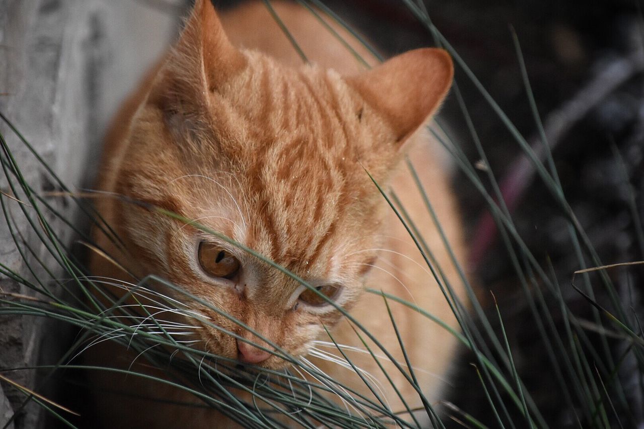 Close-up of ginger cat