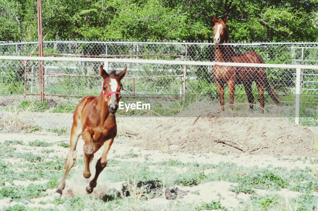 HORSE ON FIELD