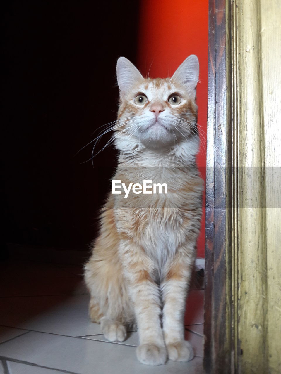 Close-up of domestic cat sitting at doorway