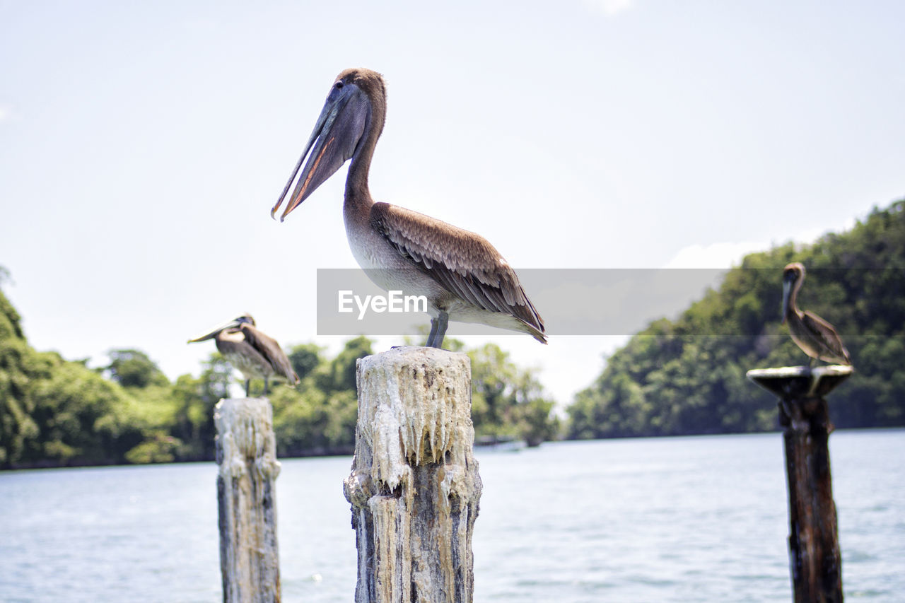 Pelican perching on wooden post in lake against sky during sunny day