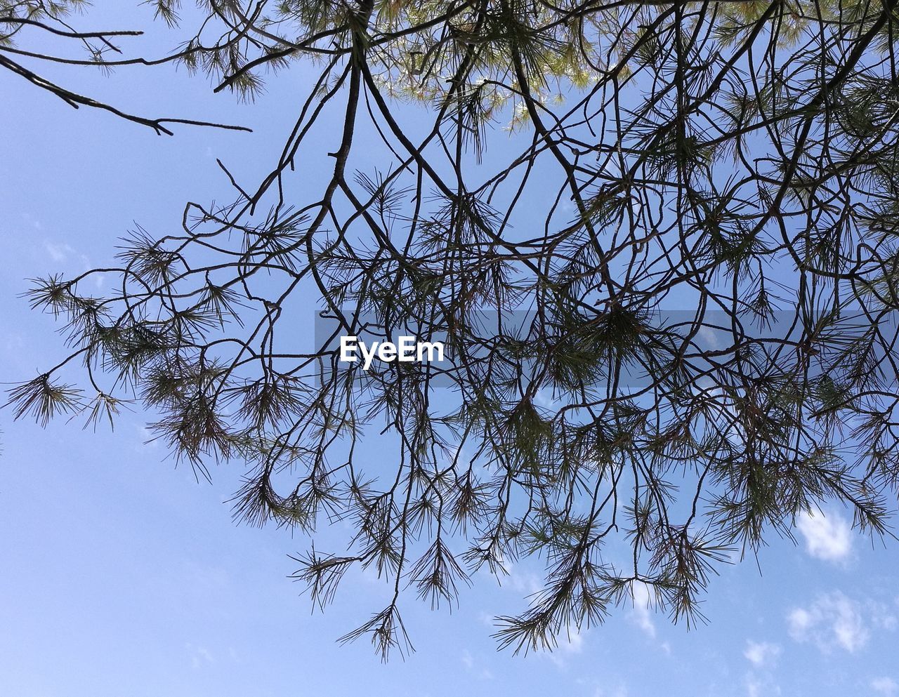 LOW ANGLE VIEW OF TREE BRANCHES AGAINST CLEAR SKY