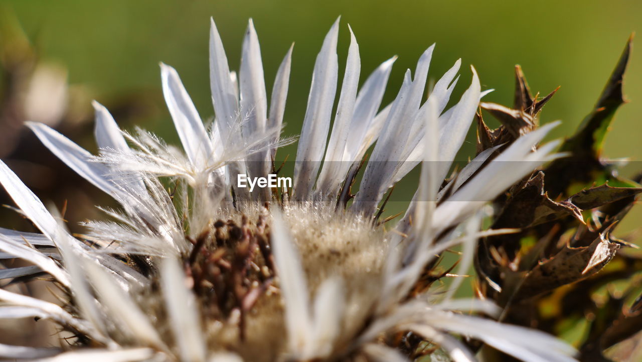 Close-up of white dandelion flower on field