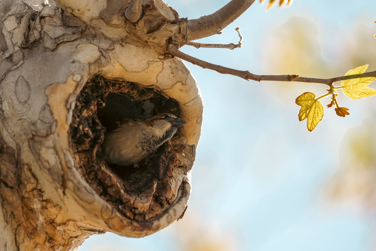 Sparrow in tree hollow