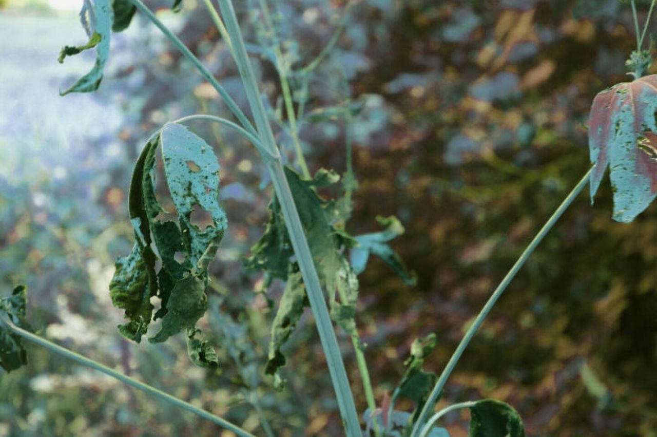 CLOSE-UP OF PLANT AGAINST BLURRED BACKGROUND