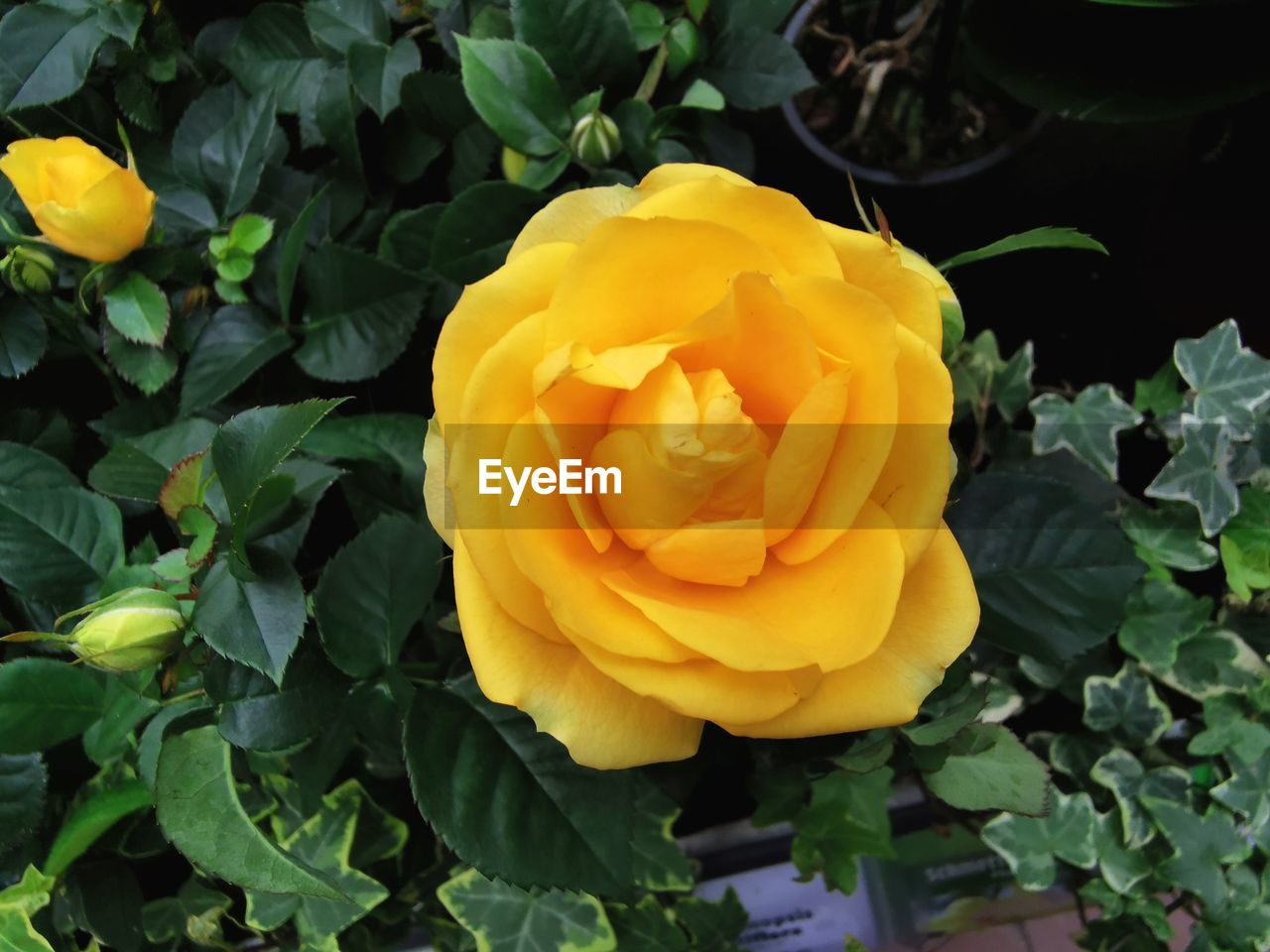 CLOSE-UP OF YELLOW ROSE AND LEAVES