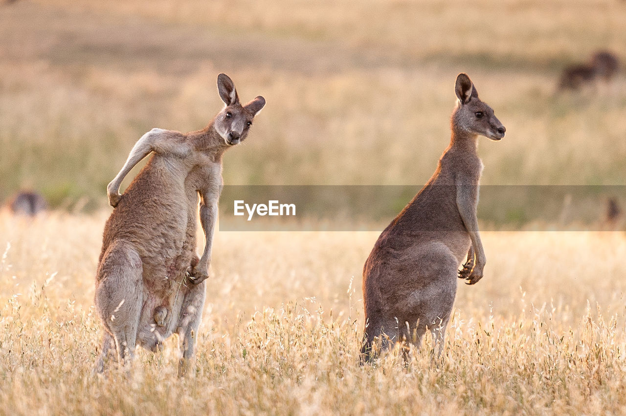 Kangaroos on field at national park