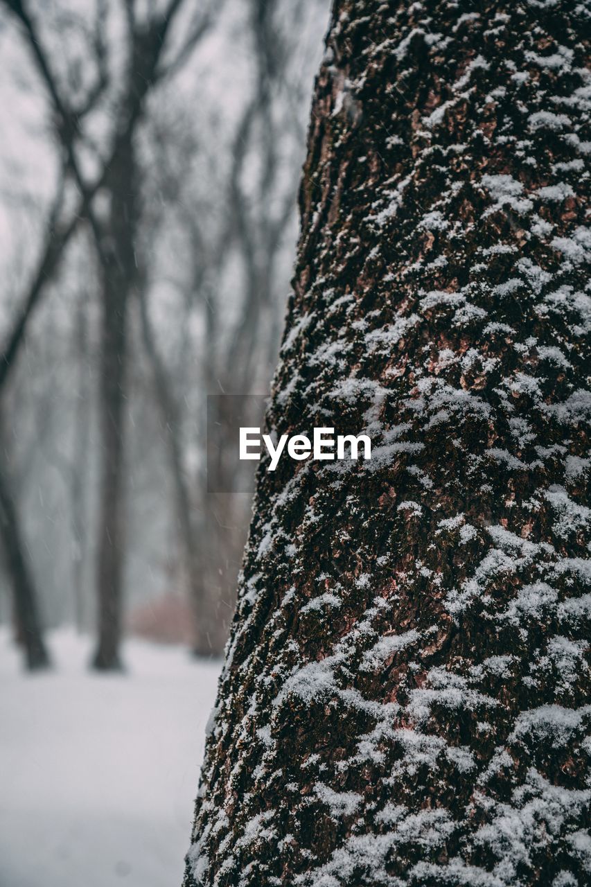 CLOSE-UP OF TREE DURING WINTER