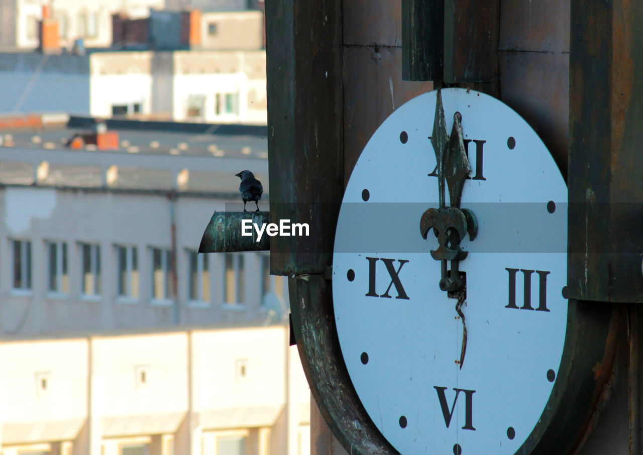 Bird on clock tower