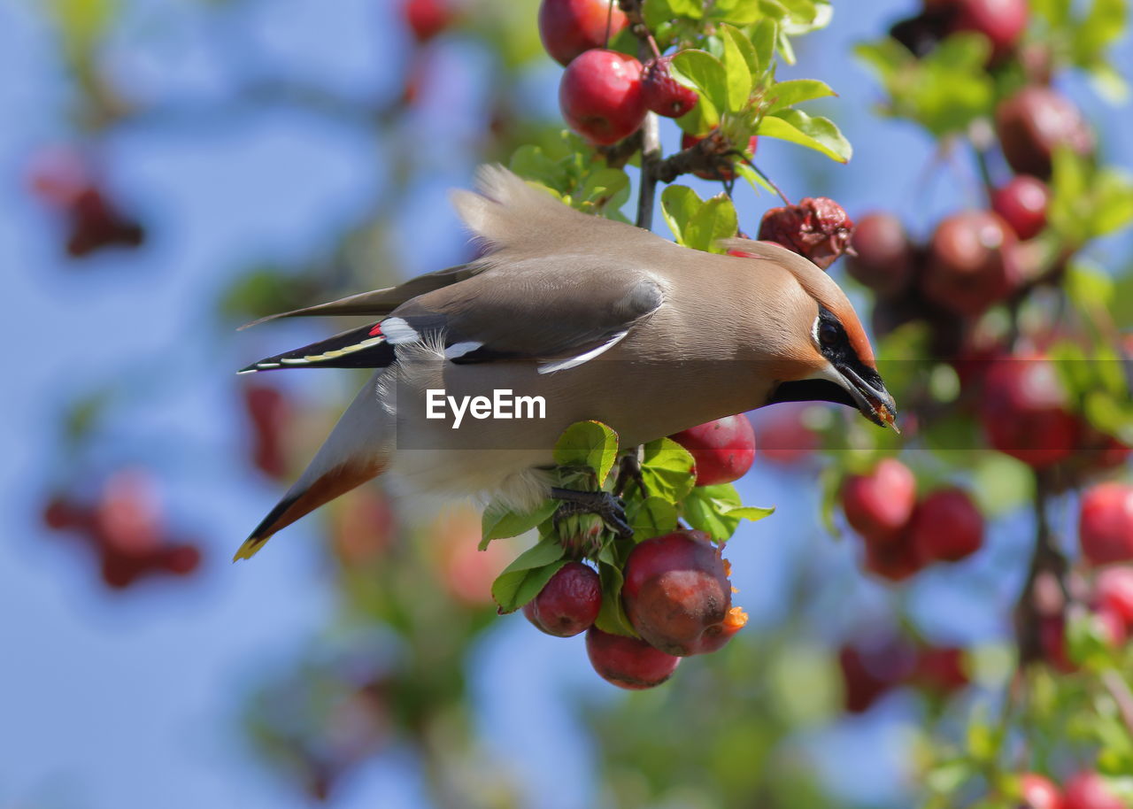 CLOSE-UP OF BIRD ON PLANT