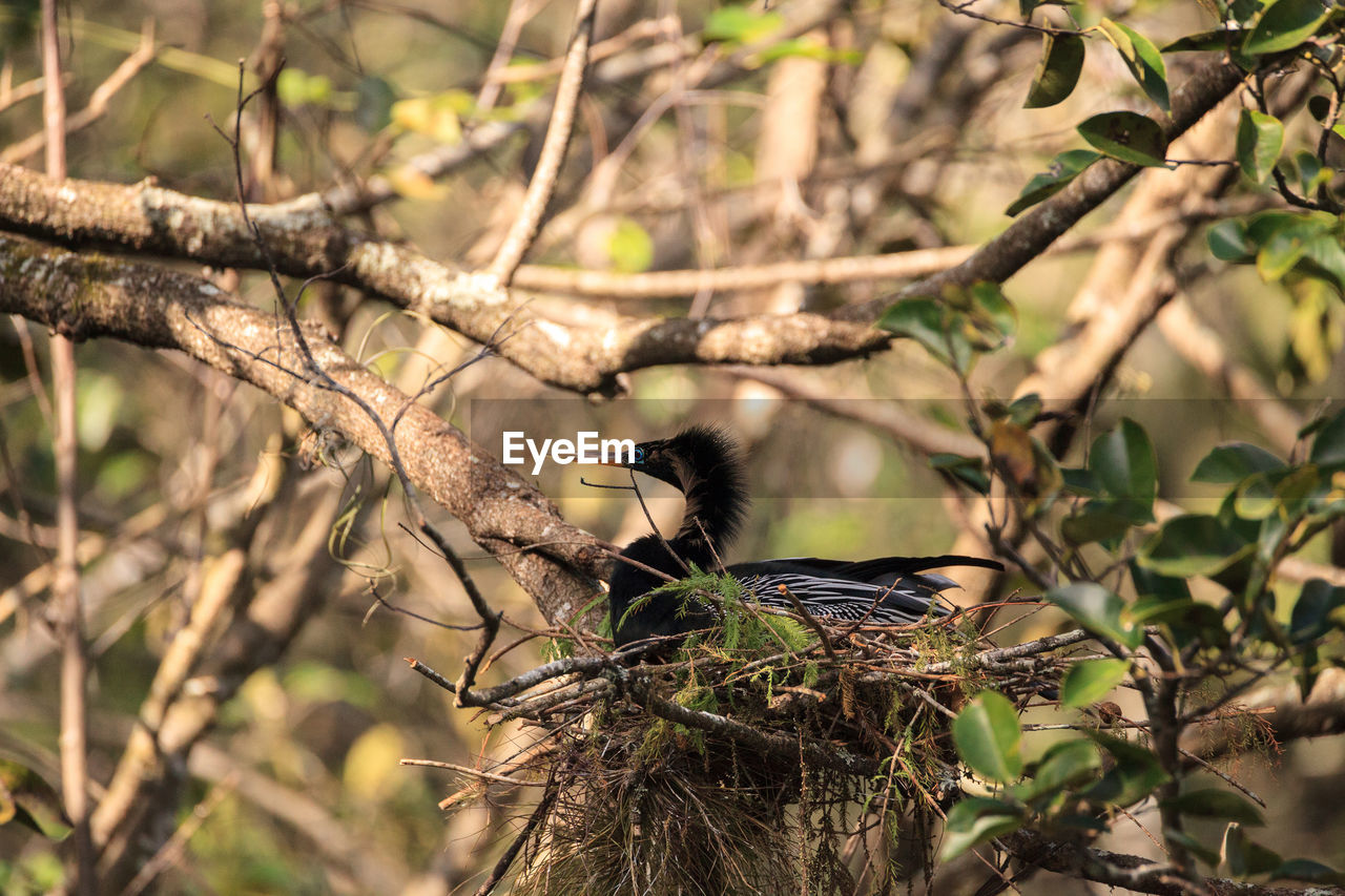 Female anhinga bird called anhinga anhinga and snakebird makes a nest as she prepares to lay eggs 