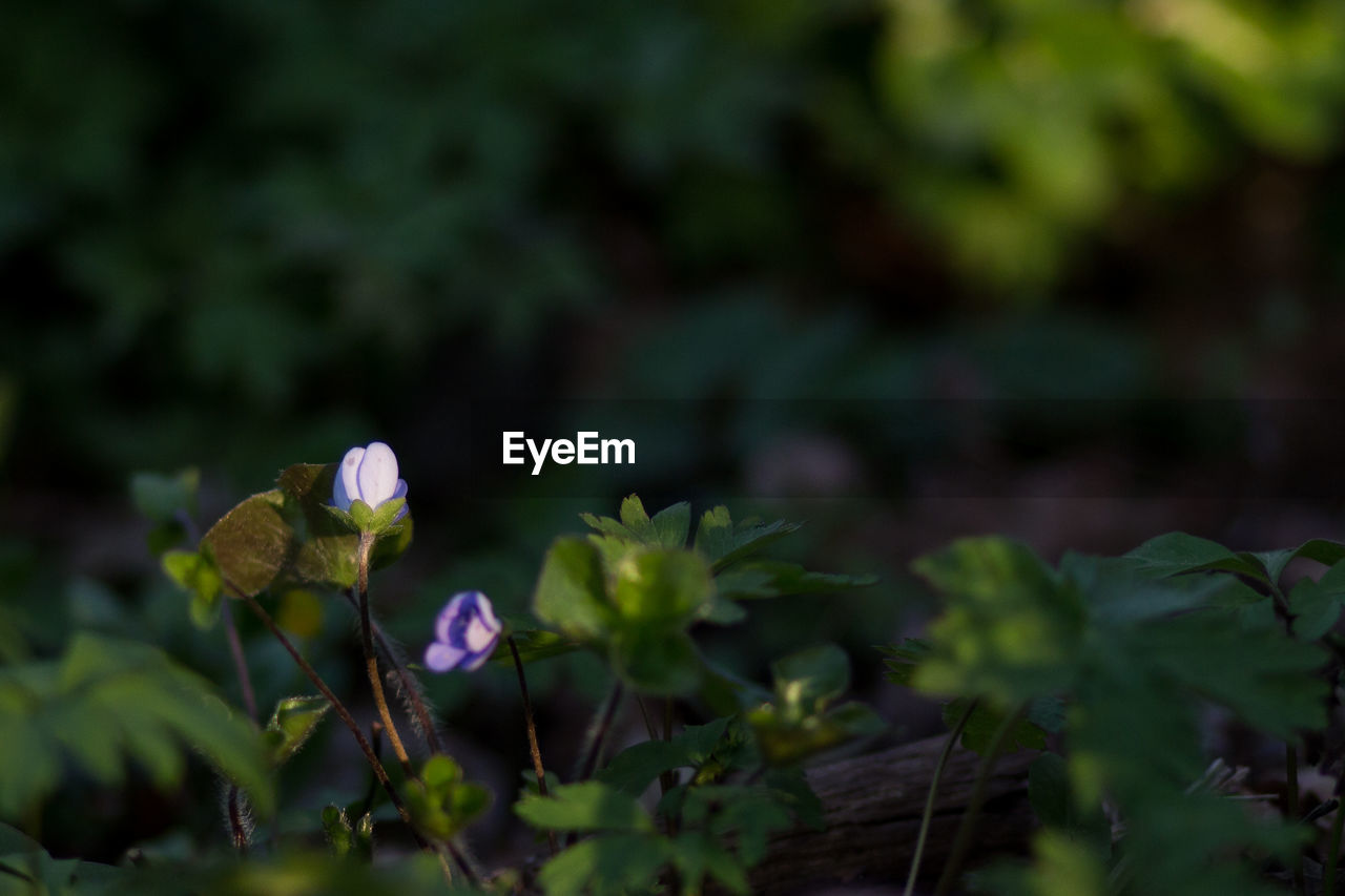 CLOSE-UP OF PURPLE FLOWERING PLANTS ON FIELD