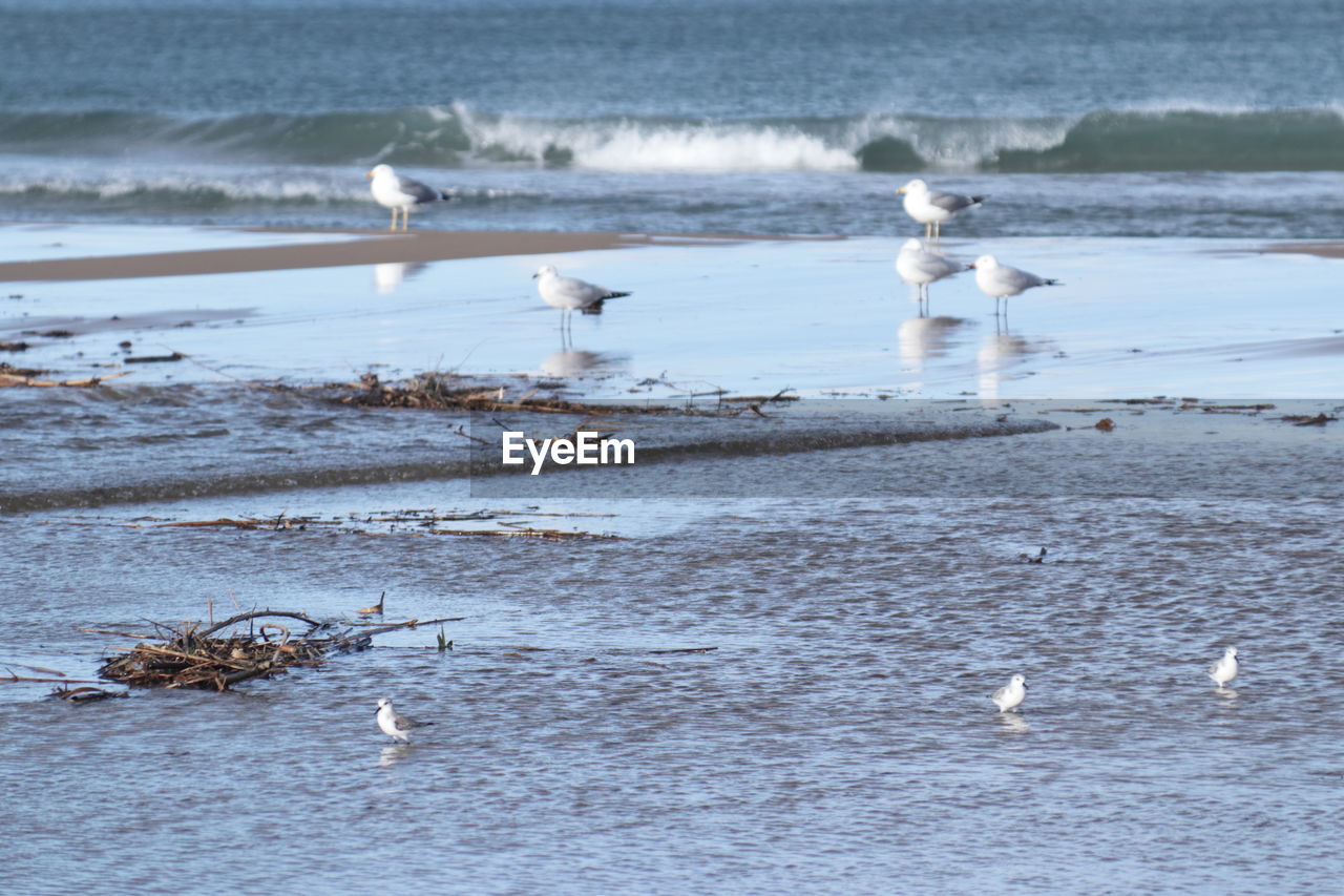 BIRDS ON BEACH