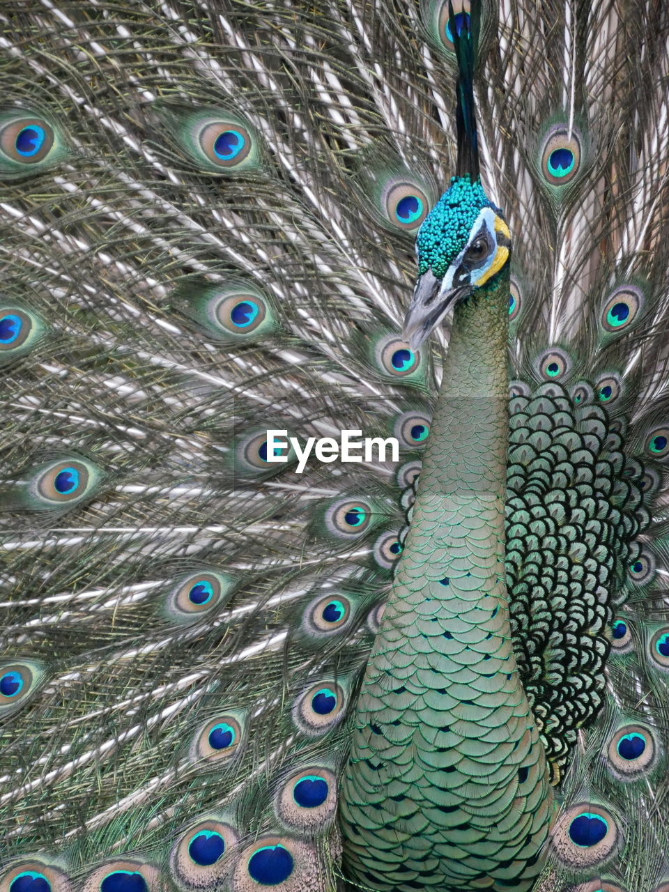 Close-up of peacock