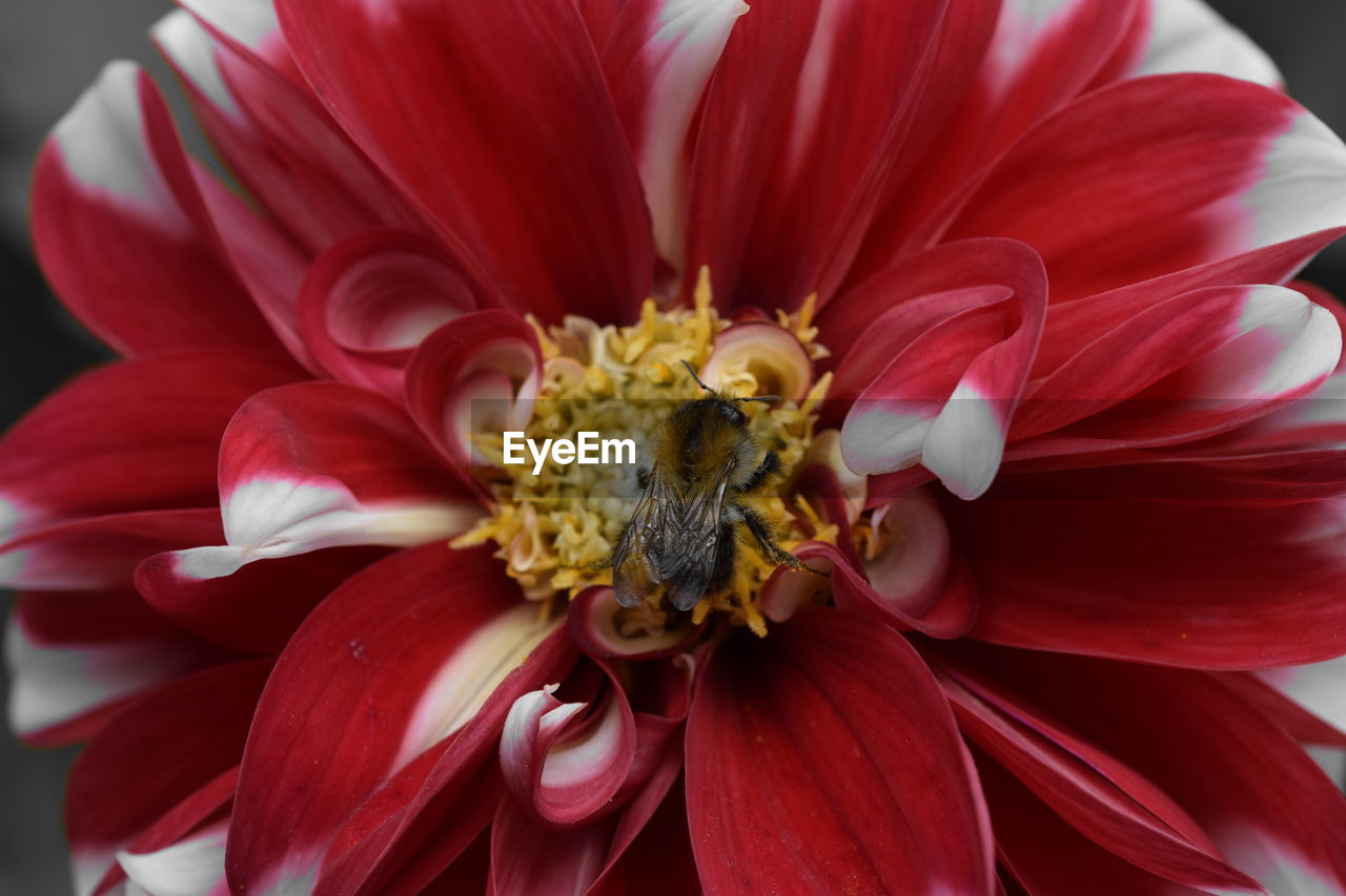 CLOSE-UP OF HONEY BEE ON HIBISCUS