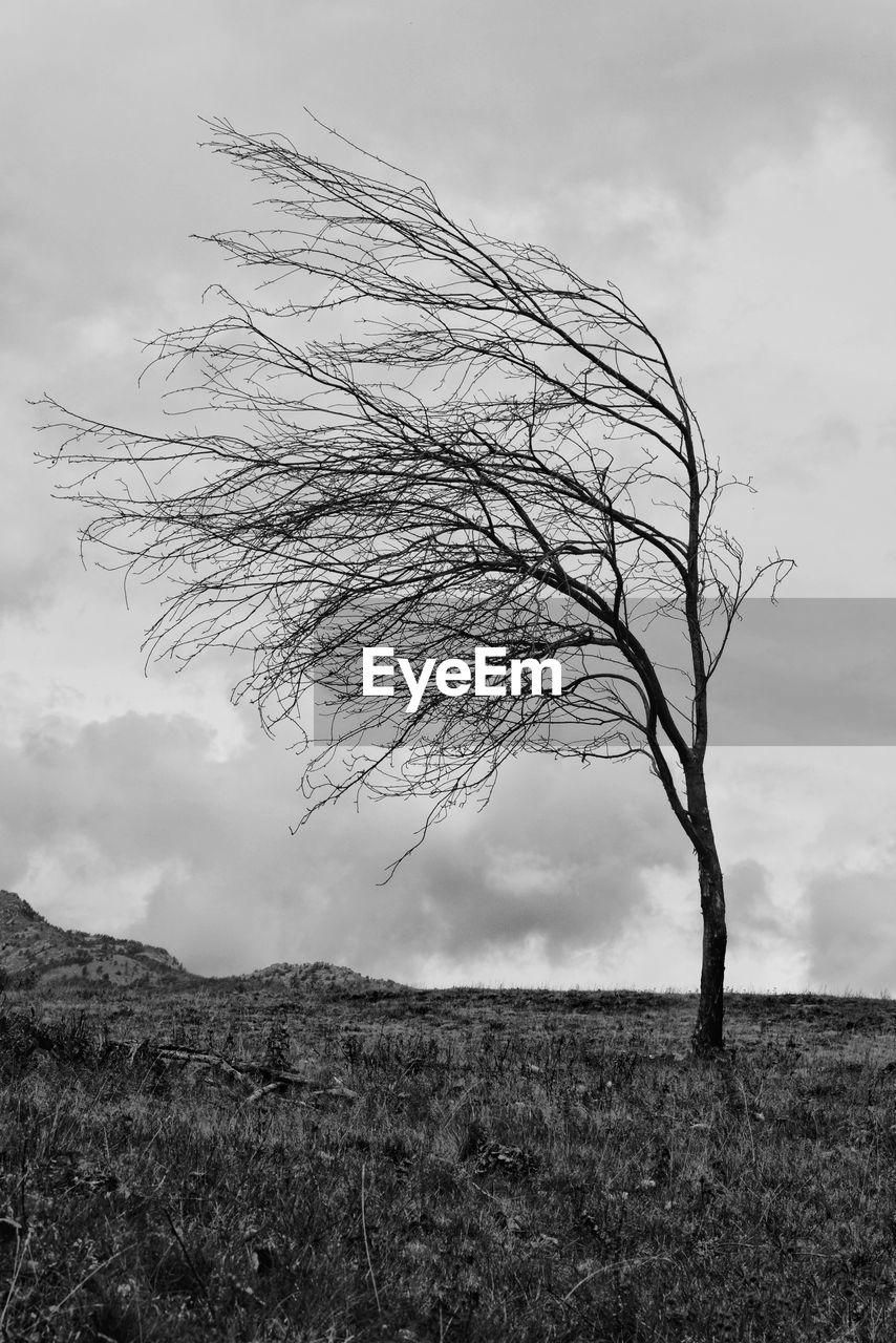 BARE TREE ON LANDSCAPE AGAINST SKY