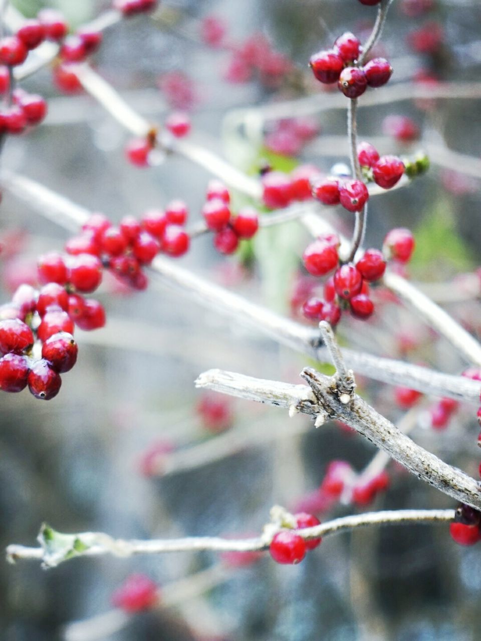 CLOSE-UP OF RED FLOWERS GROWING ON TREE