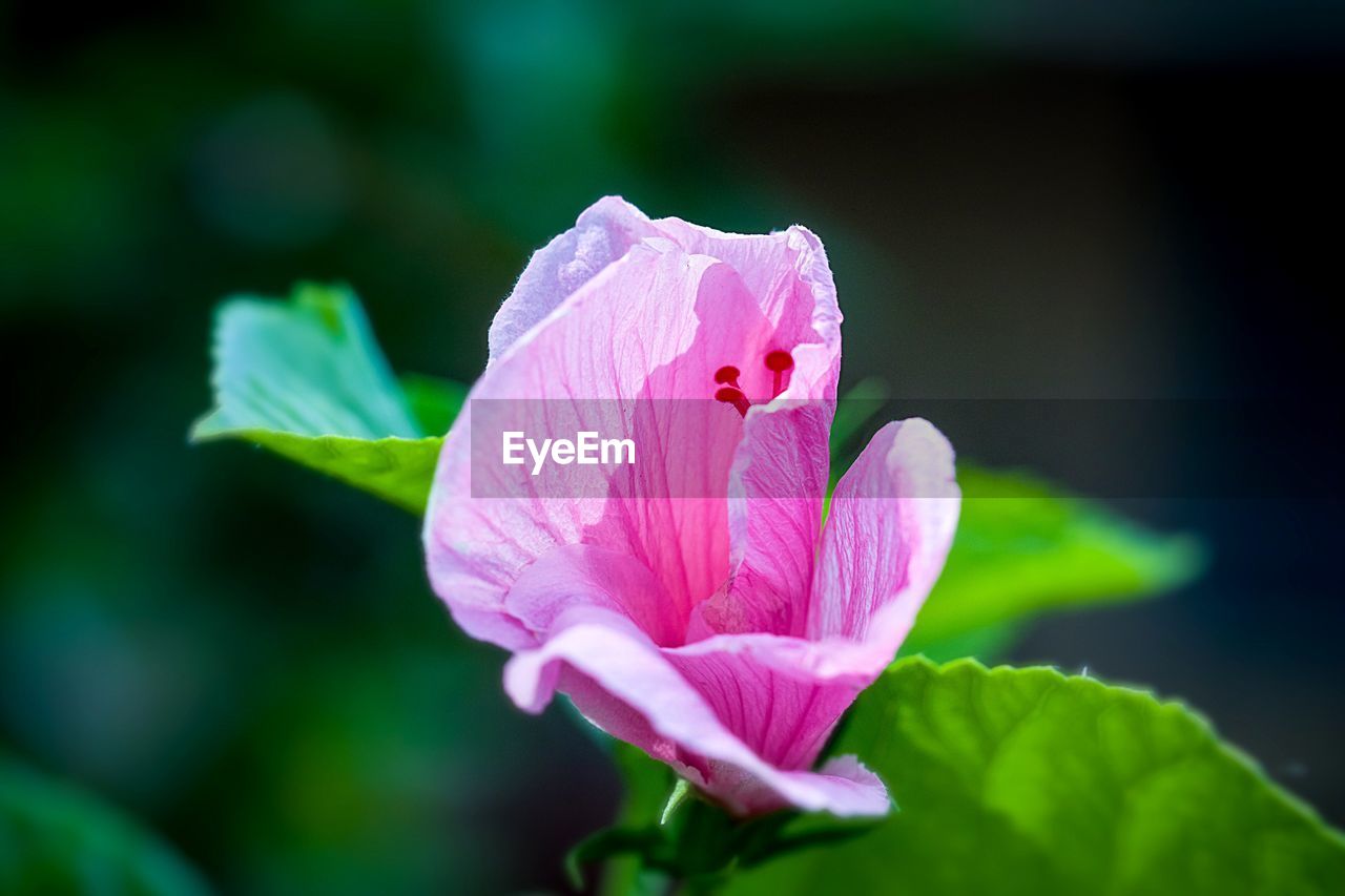 CLOSE-UP OF PINK FLOWER PLANT