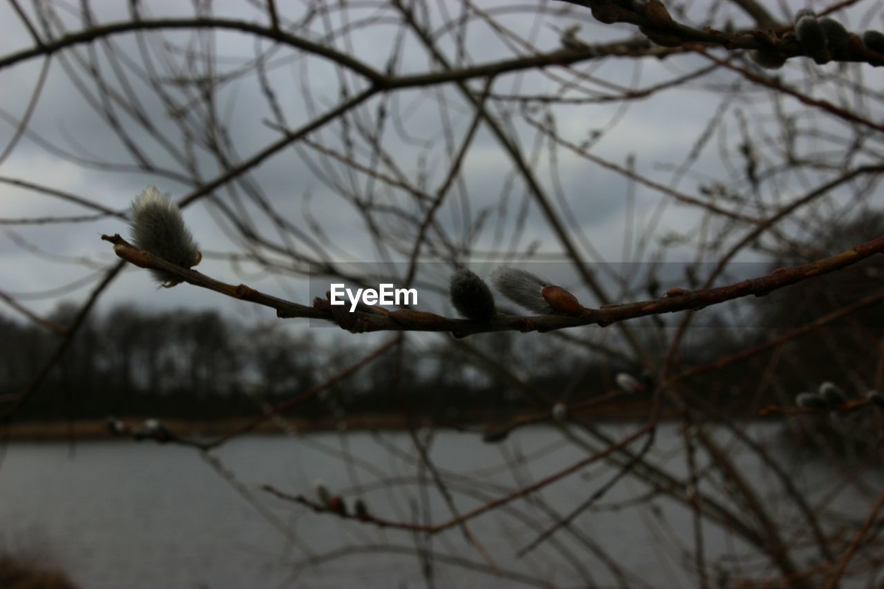 CLOSE-UP OF BARE TREE AGAINST BLURRED BACKGROUND