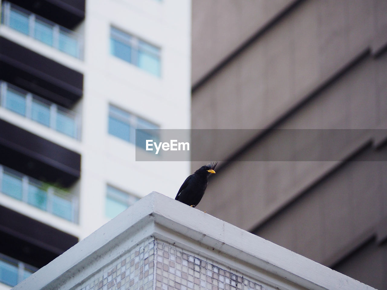 Low angle view of bird perching on building