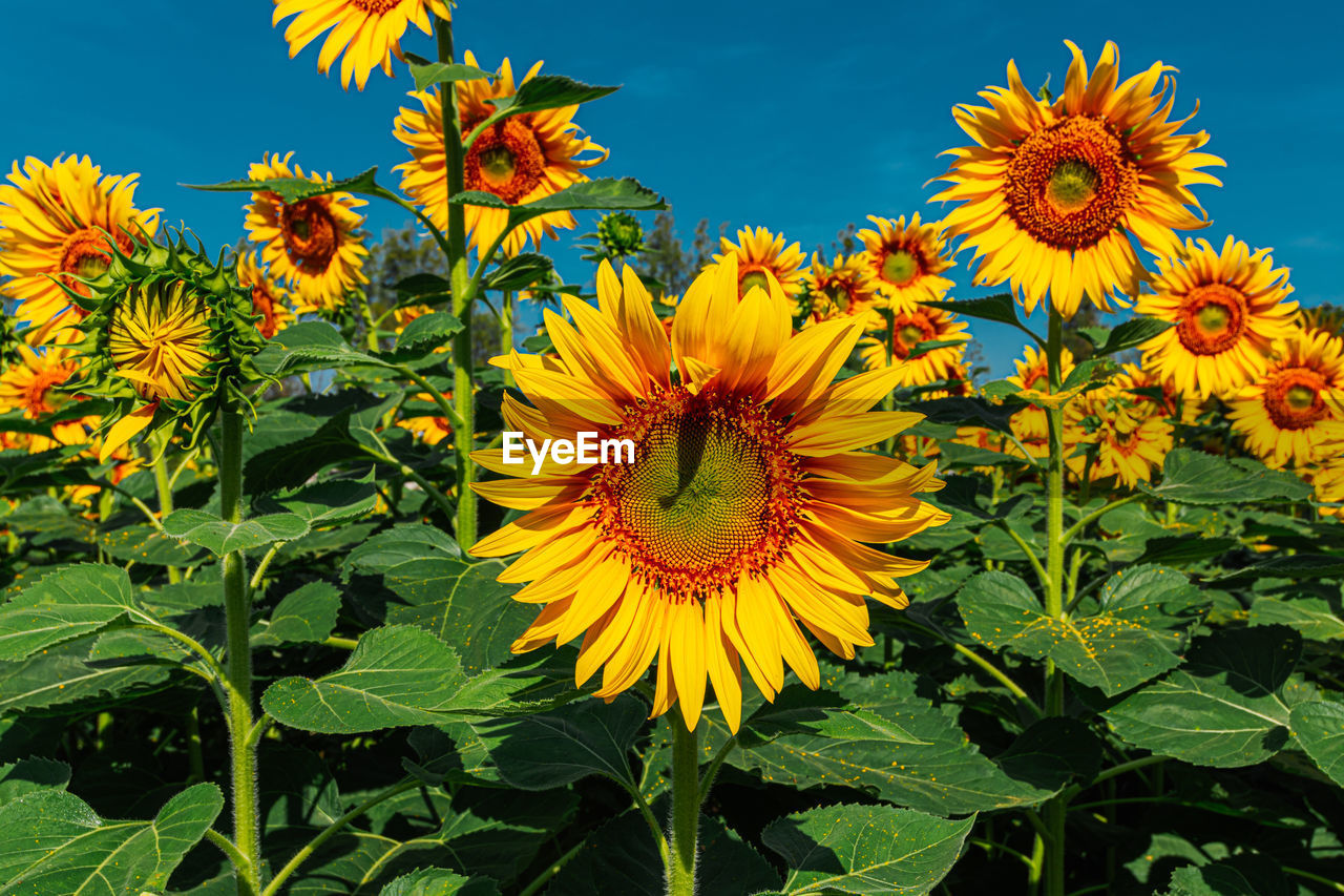 Beautiful sunflowers in the field with bright blue sky