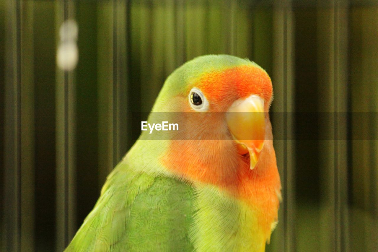 CLOSE-UP OF PARROT PERCHING ON CAGE