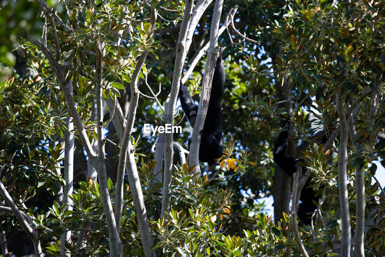 Monkey perching on a branch in a forest