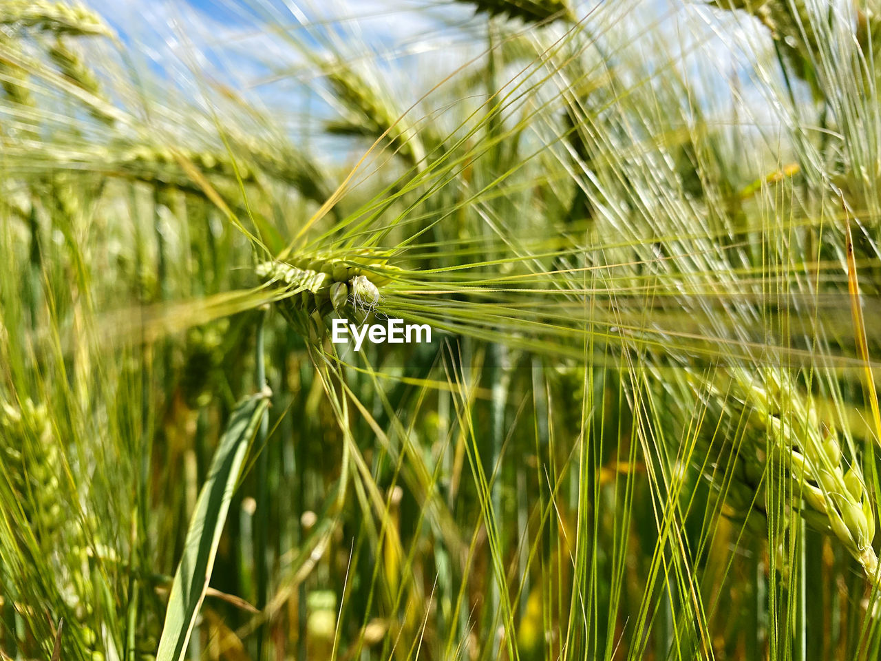 plant, agriculture, crop, cereal plant, growth, field, rural scene, food, nature, land, landscape, wheat, barley, farm, close-up, beauty in nature, hordeum, triticale, green, rye, no people, grass, focus on foreground, day, outdoors, sky, emmer, einkorn wheat, environment, sunlight, food and drink, food grain, paddy field, tranquility, cereal, selective focus, summer, ear of wheat, plant stem