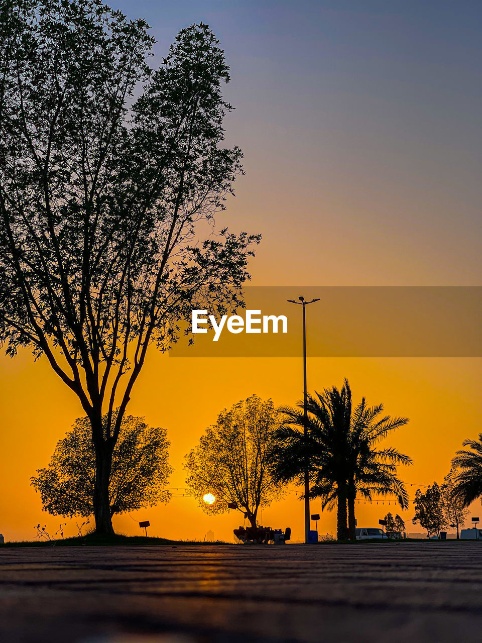 tree, sunset, sky, plant, nature, beauty in nature, dawn, silhouette, evening, scenics - nature, orange color, tranquility, no people, horizon, tranquil scene, land, environment, landscape, outdoors, afterglow, sunlight, travel destinations, sun, palm tree, yellow, water, tropical climate, idyllic