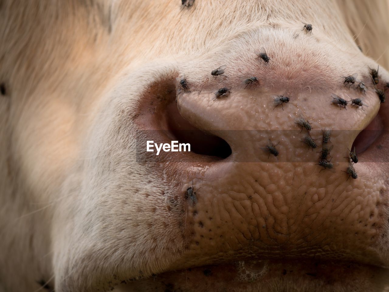 Cow muzzle. annoying flies sit or run on the cow skin. white cow grazing in hot sunny day on meadow