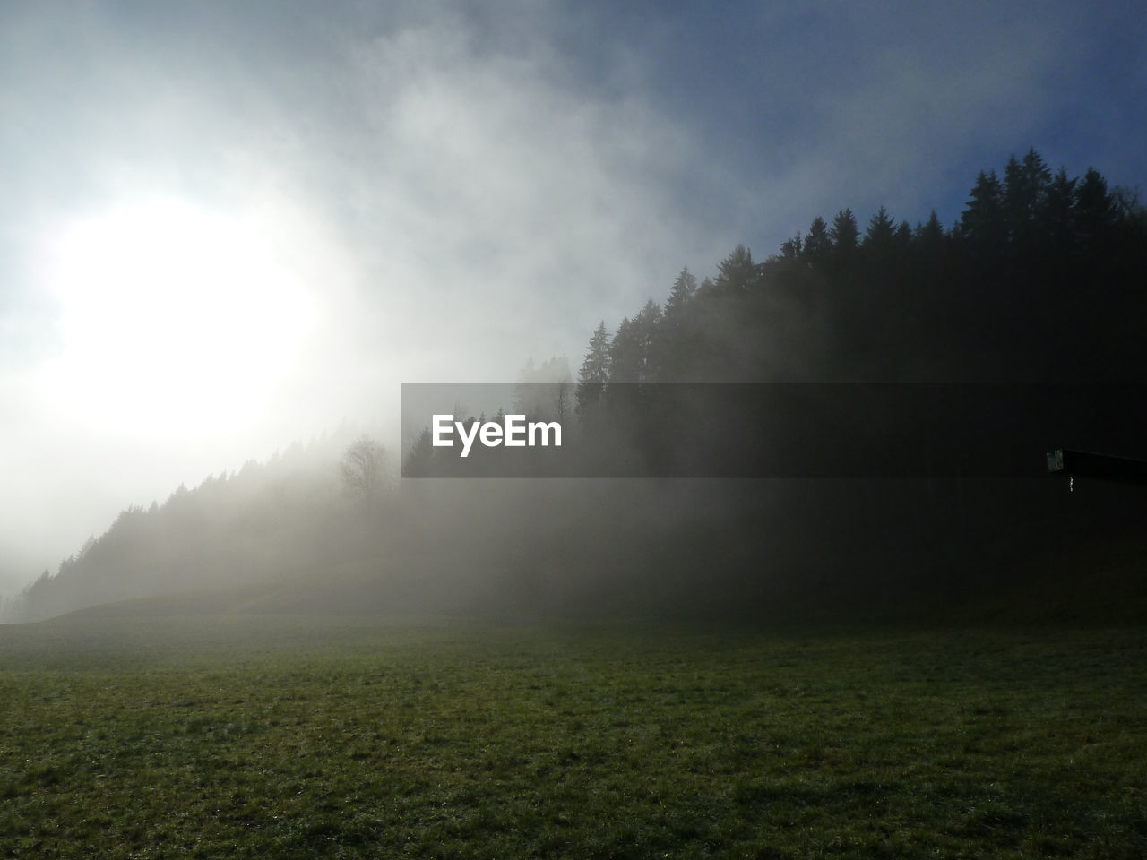 Trees on field against sky